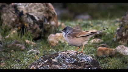 Spectacled Warbler