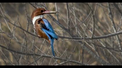 White-throated Kingfisher
