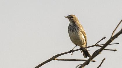 Water Pipit