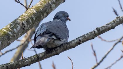 Common Wood Pigeon