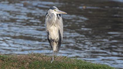 Grey Heron