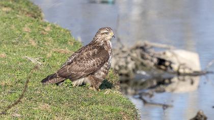 Common Buzzard