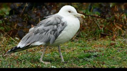 Caspian Gull