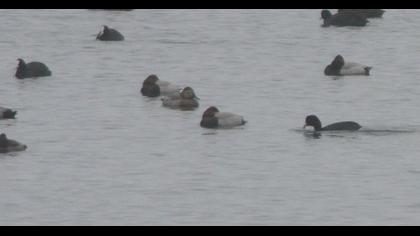 Common Pochard