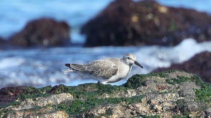 Red Knot