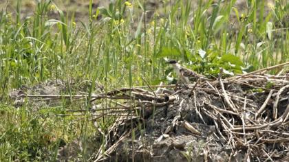 Great Spotted Cuckoo