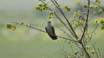 Common Cuckoo