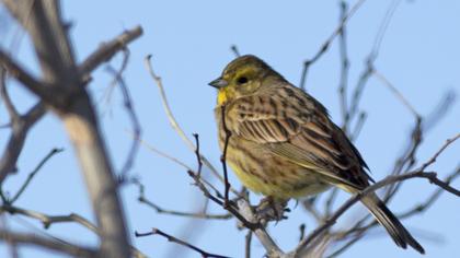Yellowhammer