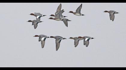 Eurasian Wigeon