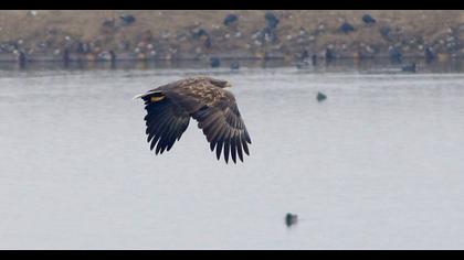 White-tailed Eagle