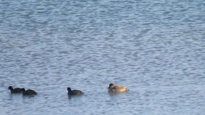Red-crested Pochard