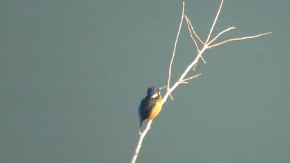 Common Kingfisher