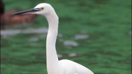 Little Egret