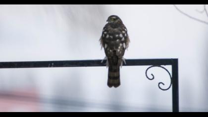 Eurasian Sparrowhawk