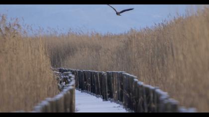 Western Marsh Harrier
