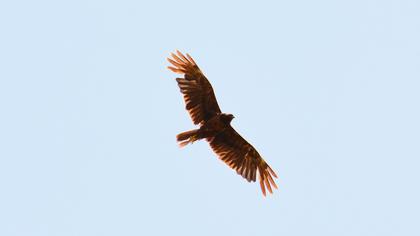 Western Marsh Harrier