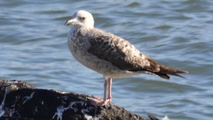 Armenian Gull