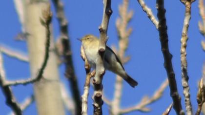 Common Chiffchaff