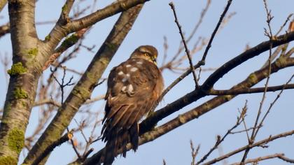 Eurasian Sparrowhawk