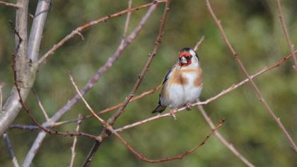 European Goldfinch