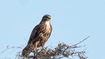 Common Buzzard