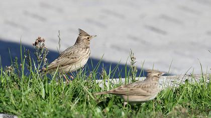 Crested Lark
