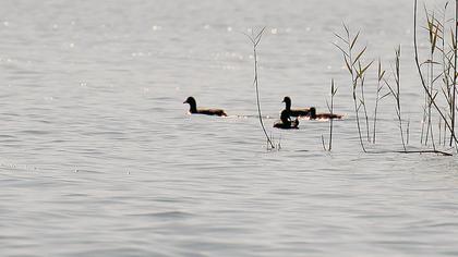 Eurasian Coot