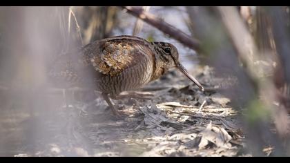 Eurasian Woodcock