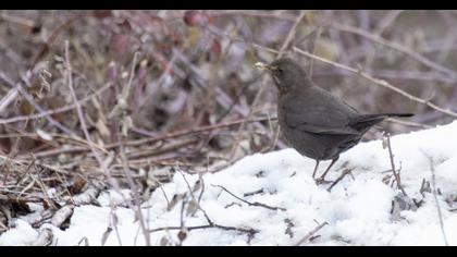 Common Blackbird