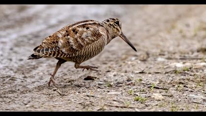 Eurasian Woodcock