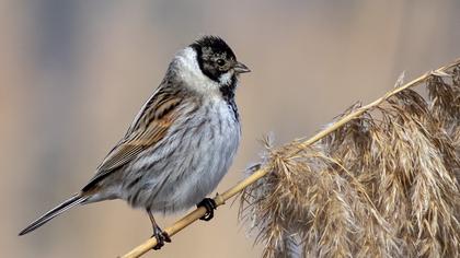Common Reed Bunting