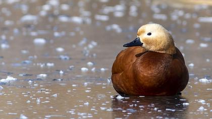 Ruddy Shelduck
