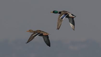 Mallard