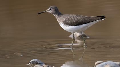 Green Sandpiper