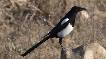 Eurasian Magpie