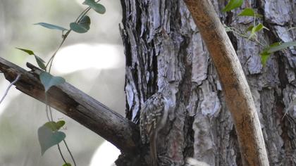 Bahçe tırmaşıkkuşu