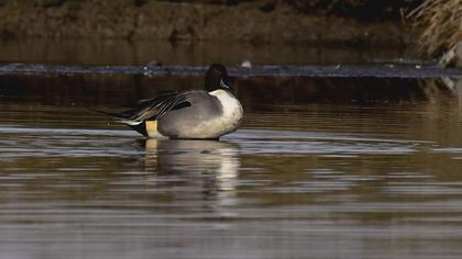 Northern Pintail
