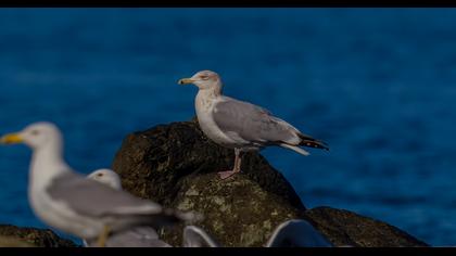 Kuzey gümüş martı