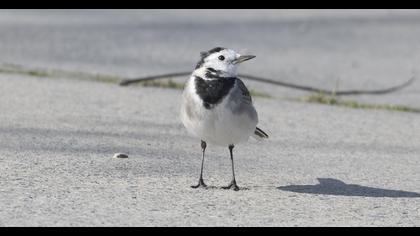 White Wagtail