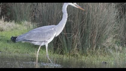 Grey Heron
