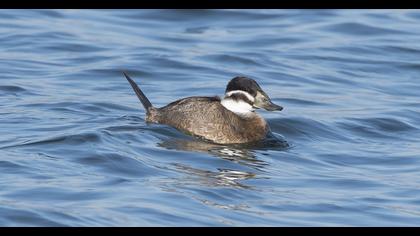 White-headed Duck