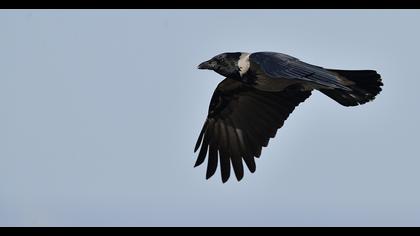 Hooded Crow