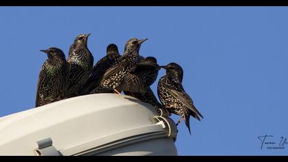Common Starling