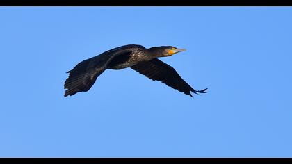 Great Cormorant