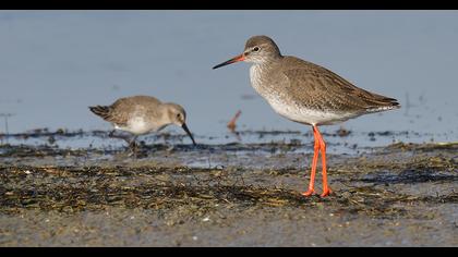 Common Redshank