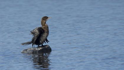 Pygmy Cormorant