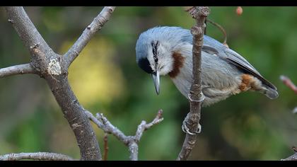 Krüper`s Nuthatch