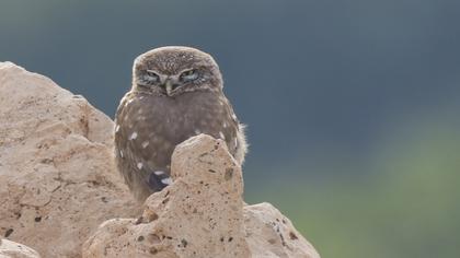 Little Owl