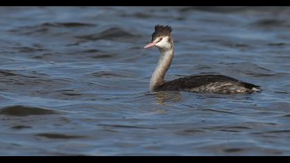 Great Crested Grebe