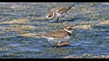 Common Ringed Plover